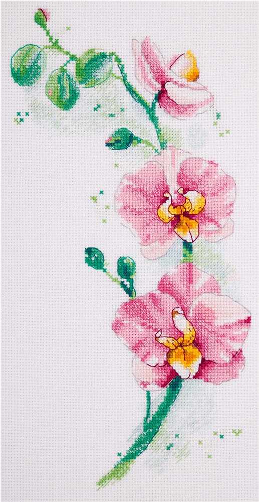 Orchid